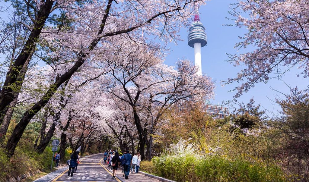 人氣首爾櫻花熱點 | 南山N首爾塔
