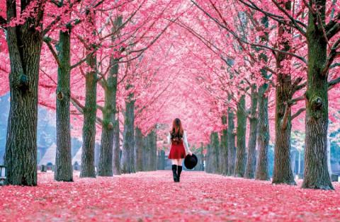 人氣首爾櫻花熱點 | 南怡島