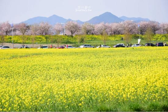 人氣釜山櫻花熱點 | 大渚生態公園