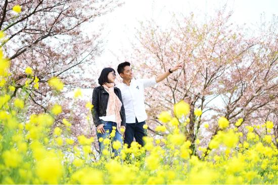 人氣釜山櫻花熱點 | 大渚生態公園