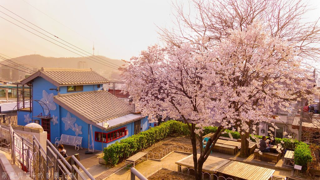 人氣首爾櫻花熱點 | 惠化駱山公園
