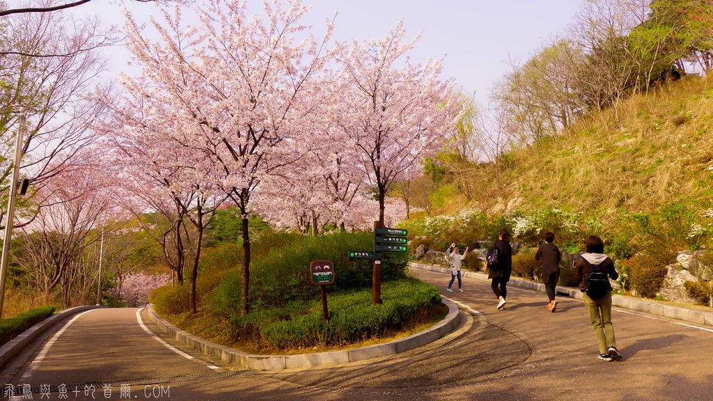 人氣首爾櫻花熱點 | 惠化駱山公園
