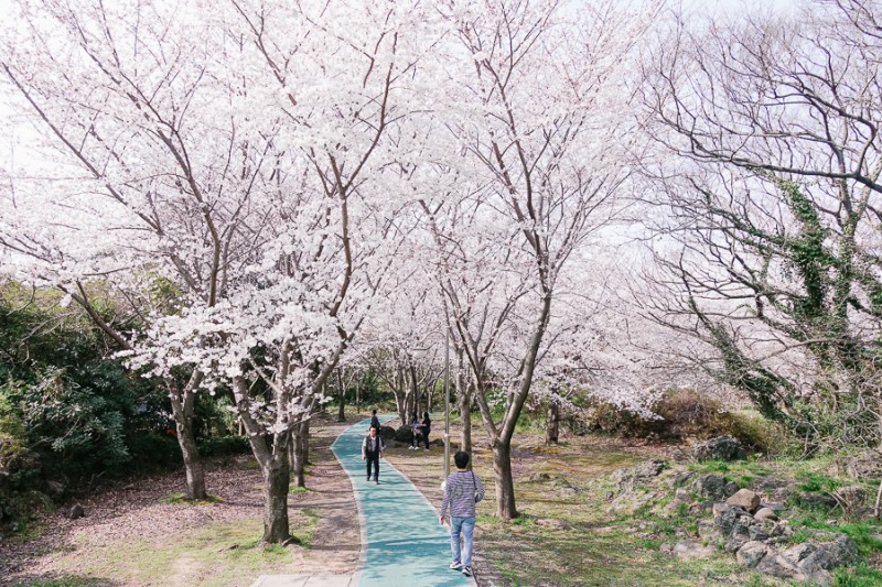人氣濟州櫻花熱點 | 新山公園