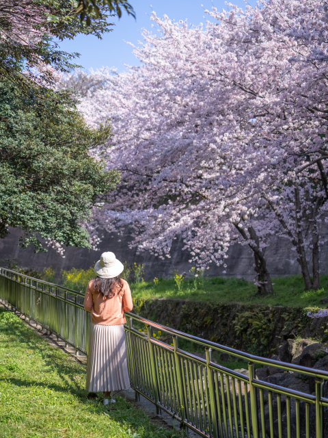 人氣濟州櫻花熱點 | 新山公園