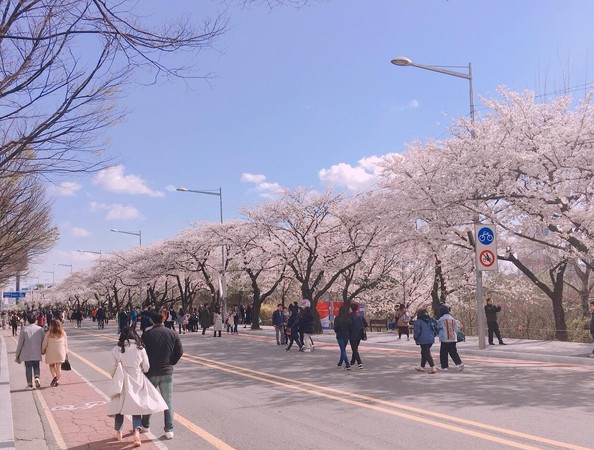 人氣首爾櫻花熱點 | 汝矣島公園