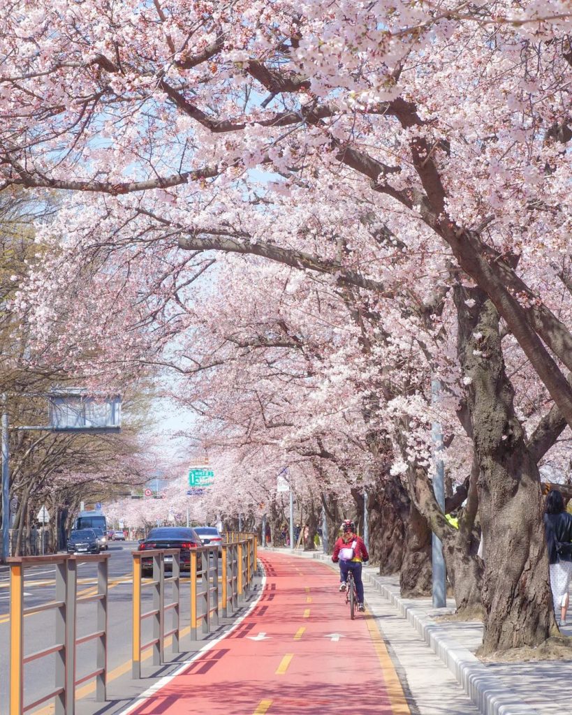 人氣首爾櫻花熱點 | 汝矣島公園
