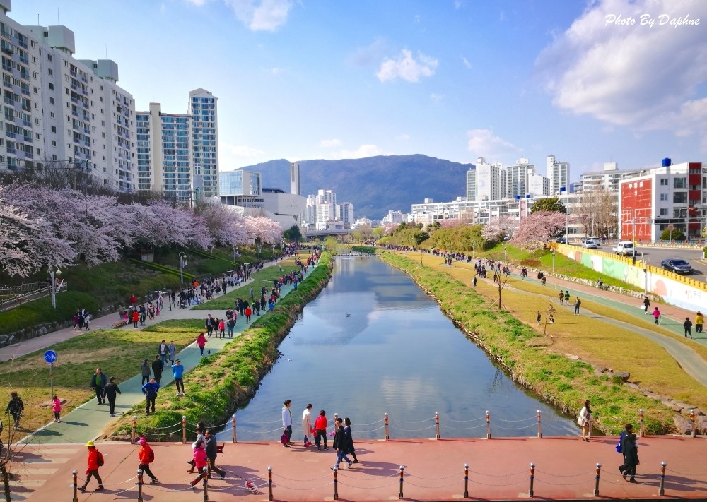 人氣釜山櫻花熱點 | 溫泉川市民公園