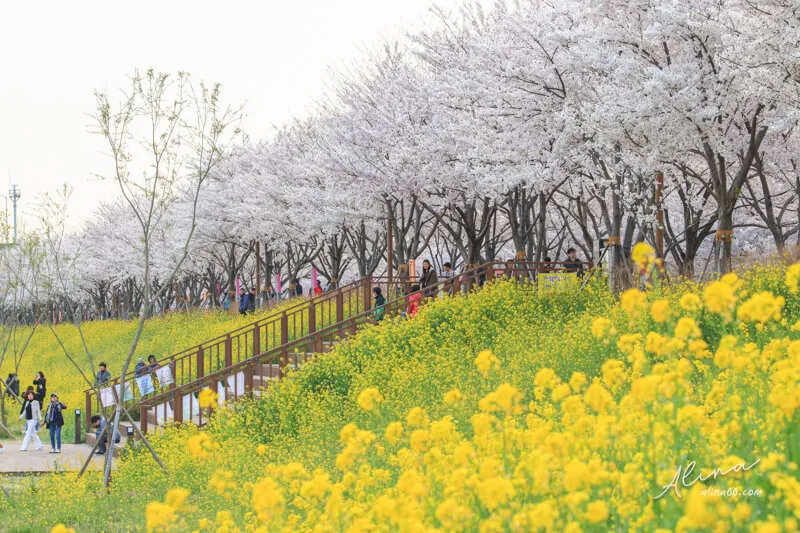 人氣釜山櫻花熱點 | 溫泉川市民公園