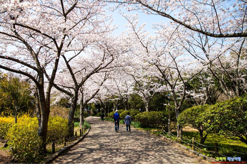 人氣濟州櫻花熱點 | 漢拏樹木園
