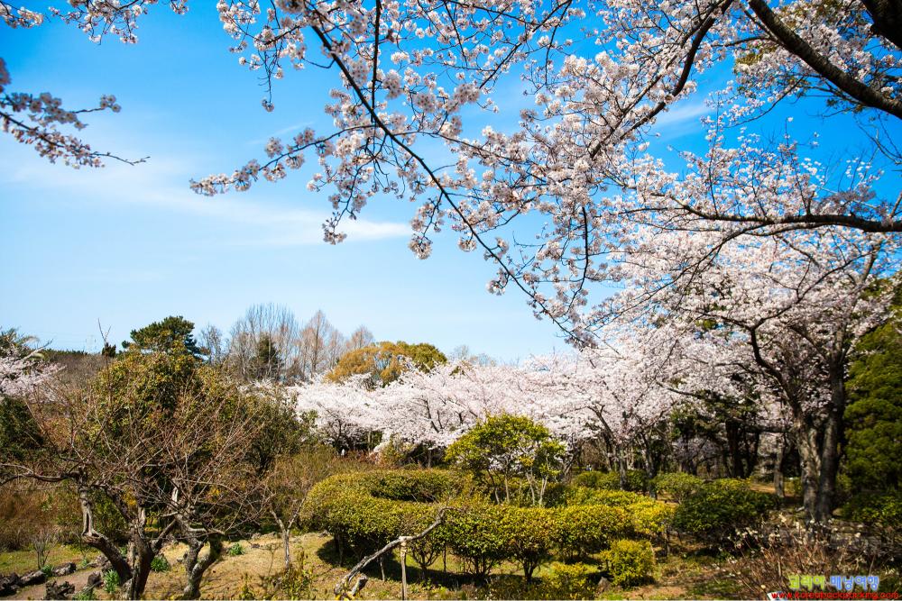 人氣濟州櫻花熱點 | 漢拏樹木園