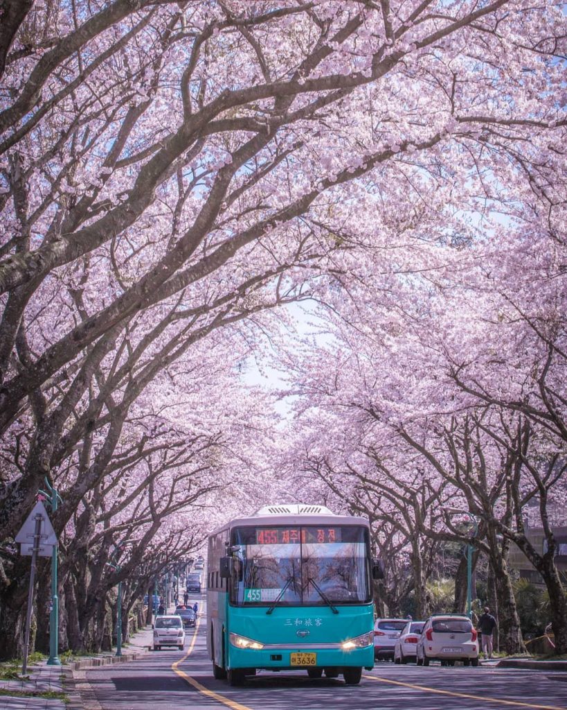 人氣濟州櫻花熱點 | 濟州大學櫻花大道