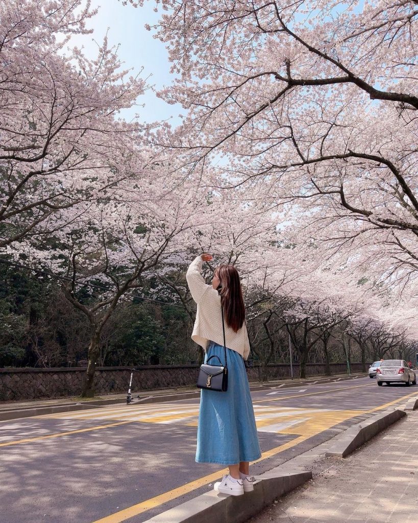 人氣濟州櫻花熱點 | 濟州大學櫻花大道