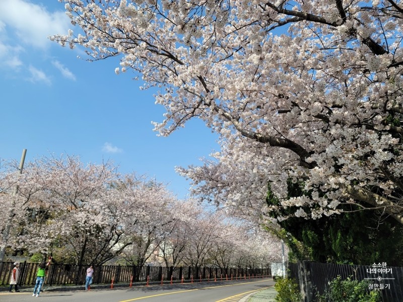 人氣濟州櫻花熱點 | 濟州綜合競技場