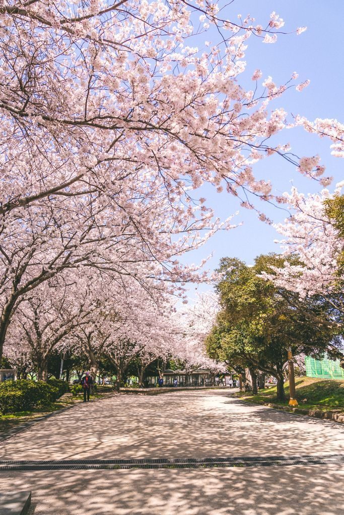 人氣濟州櫻花熱點 | 濟州綜合競技場