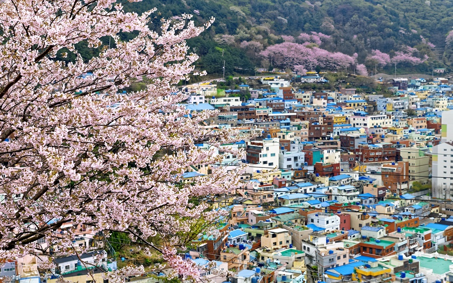 人氣釜山櫻花熱點 | 甘川洞文化村
