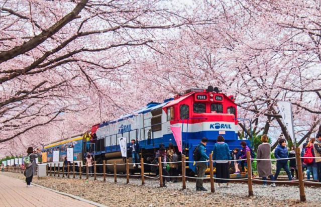 人氣釜山櫻花熱點 | 鎮海軍港節