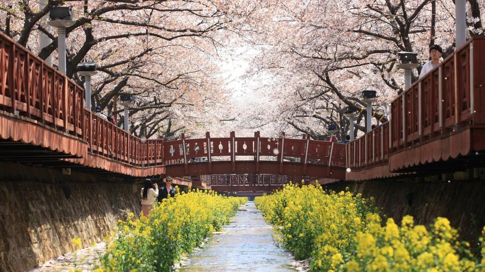 釜山櫻花2024 | 7大釜山賞櫻必去景點攻略 浪漫櫻花絕景行程 人氣釜山櫻花熱點 | 鎮海軍港節