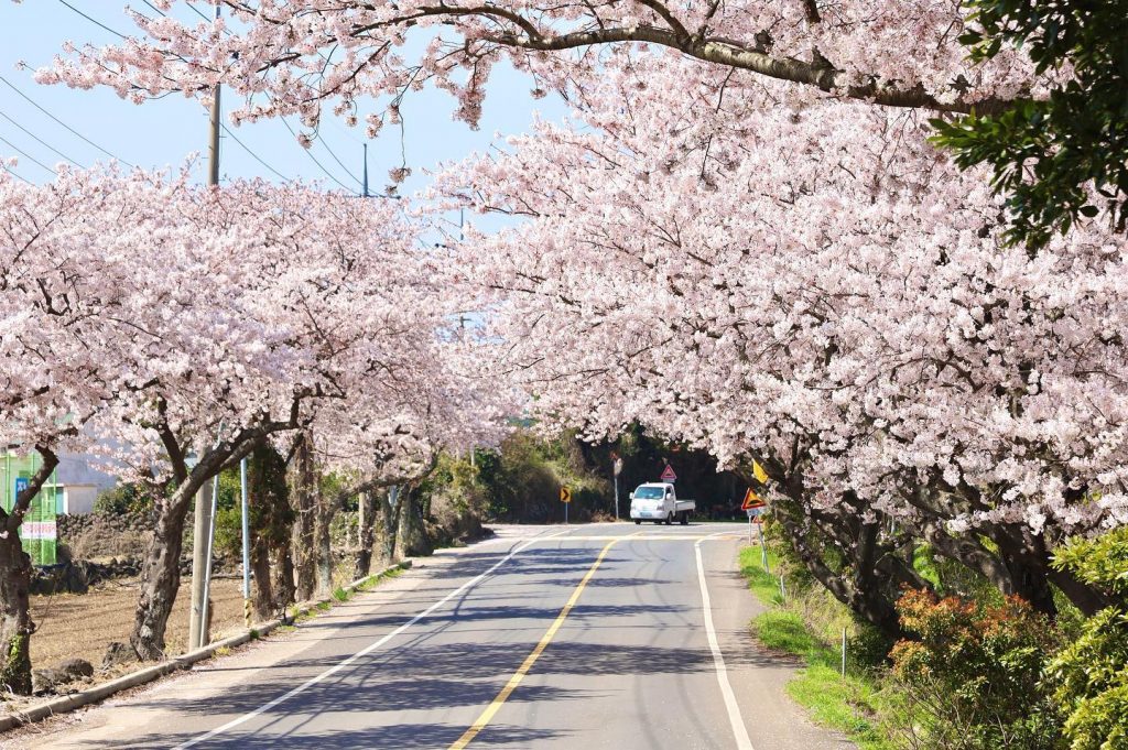 人氣濟州櫻花熱點 | 長田里