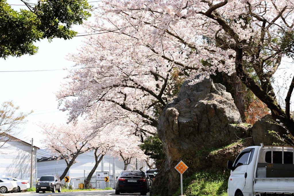 人氣濟州櫻花熱點 | 長田里