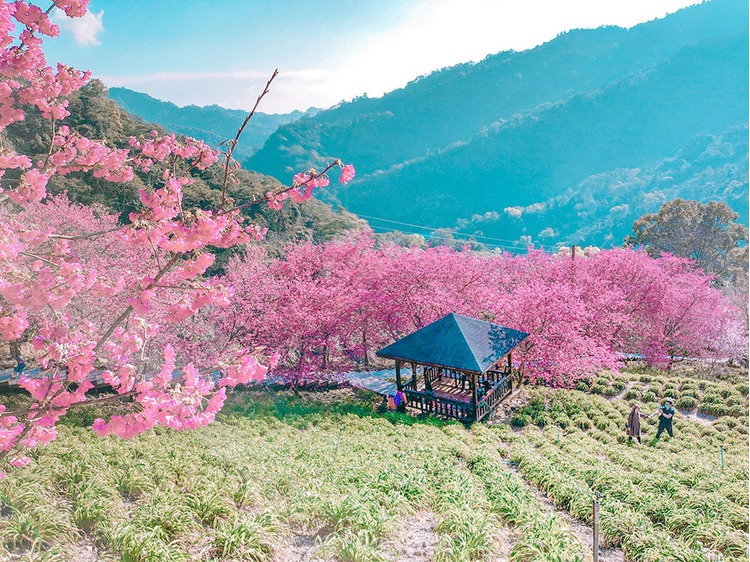 賞花景點攻略 | 細數全球賞花景點 飽覽各國迷人花海絕景 賞花景點攻略 | 細數全球賞花景點 飽覽各國迷人花海絕景
