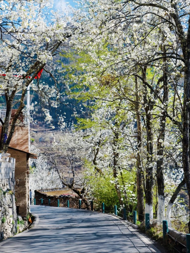 賞花景點攻略 | 細數全球賞花景點 飽覽各國迷人花海絕景 賞花景點攻略 | 細數全球賞花景點 飽覽各國迷人花海絕景