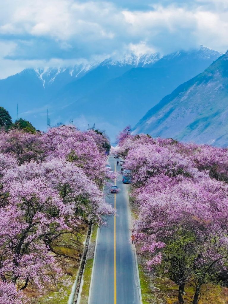 賞花景點攻略 | 細數全球賞花景點 飽覽各國迷人花海絕景 賞花景點攻略 | 細數全球賞花景點 飽覽各國迷人花海絕景
