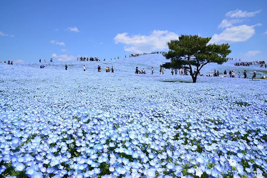 初夏賞花攻略| 日韓賞花私心推薦！【富士山春季盛宴】富士芝櫻祭 /【究極浪漫】韓國歷史建築 X 油菜花