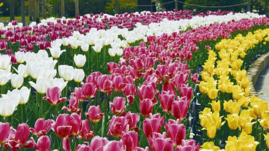 初夏賞花攻略| 日韓賞花私心推薦！【富士山春季盛宴】富士芝櫻祭 /【究極浪漫】韓國歷史建築 X 油菜花