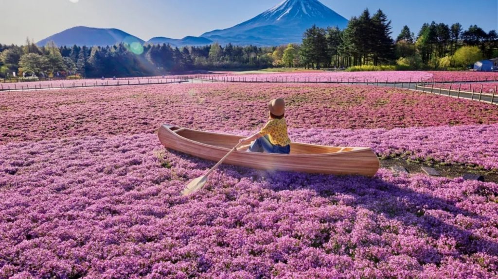 初夏賞花攻略| 日韓賞花私心推薦！【富士山春季盛宴】富士芝櫻祭 /【究極浪漫】韓國歷史建築 X 油菜花